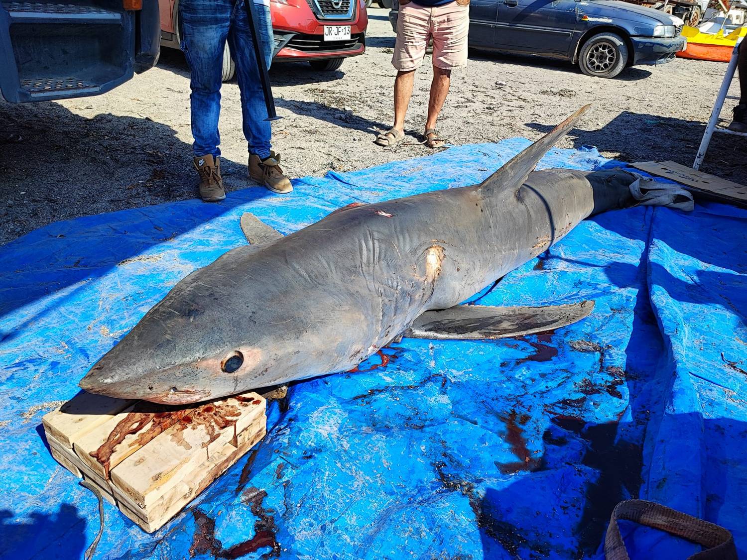 Tiburón de 3 metros varado en caleta de Tocopilla