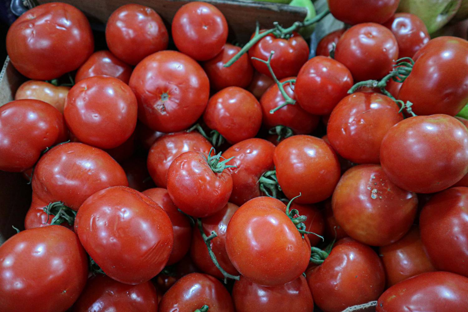 Tomate bajó su precio gracias al IPC de septiembre