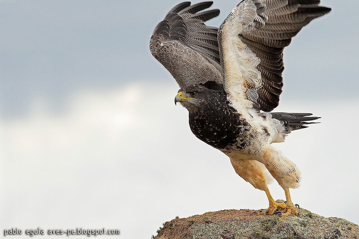 Águila Mora - por Pablo Eguía