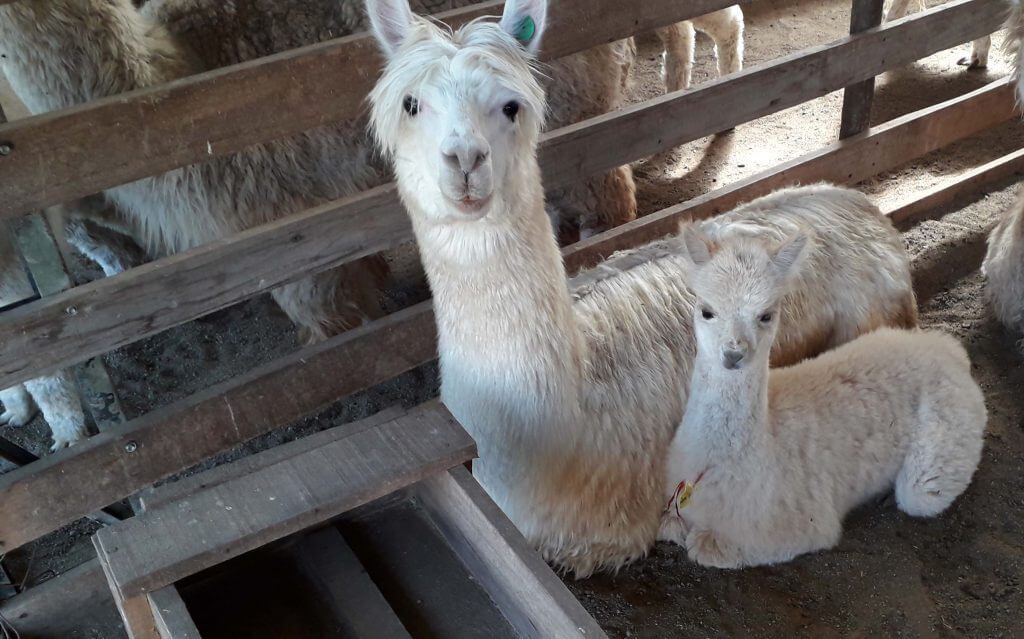 Alpacas