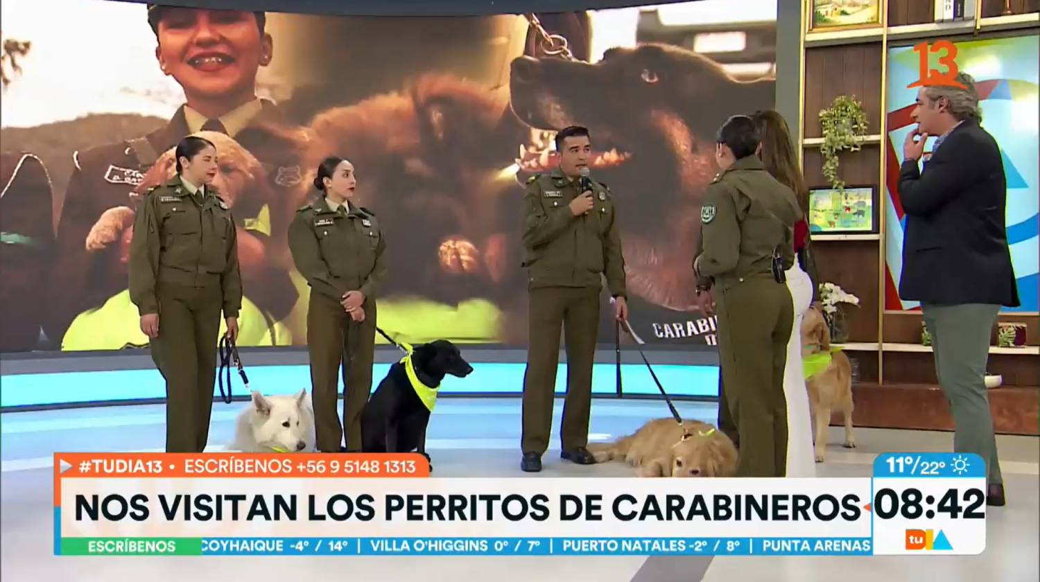 Perritos