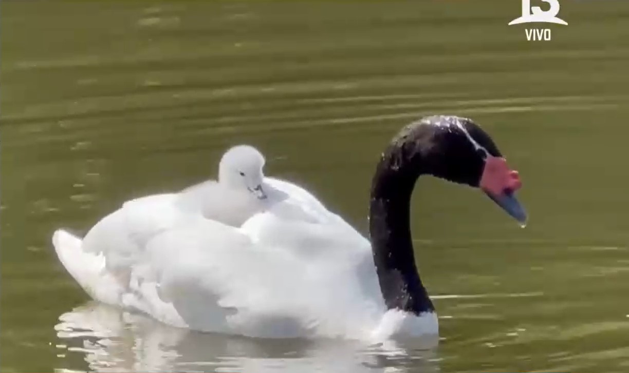 Cisnes de cuello negro