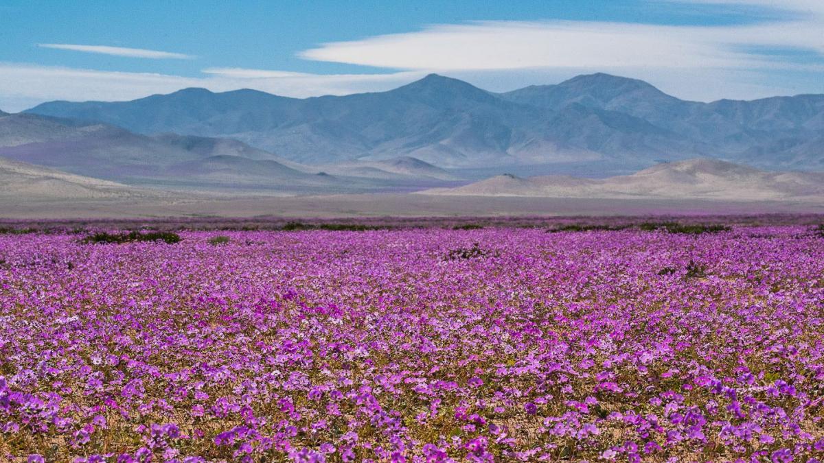 Chile