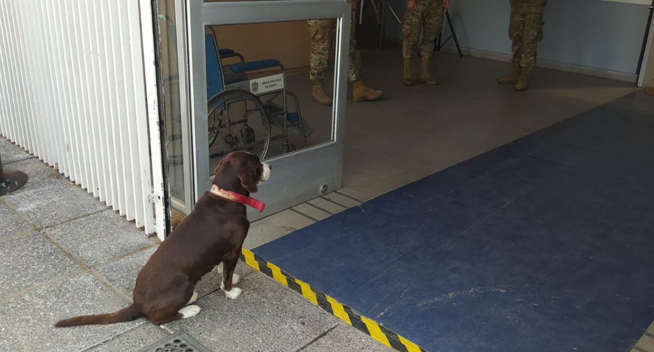 Perrito olvidado en local de votación de Maipú tuvo final feliz