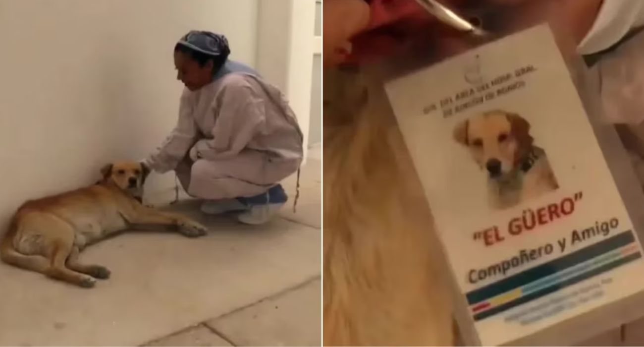 Perrito lleva ocho meses esperando a su dueño en el hospital