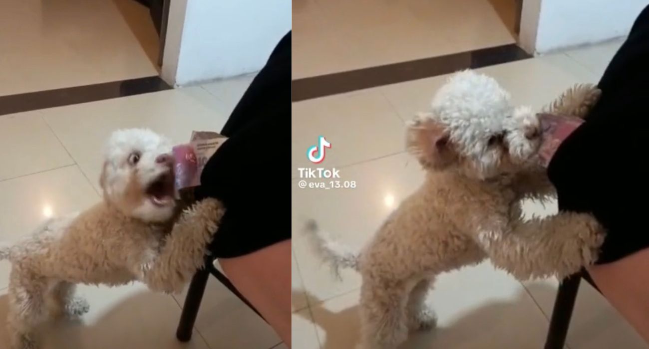 Perrito le robó dinero a sus dueño