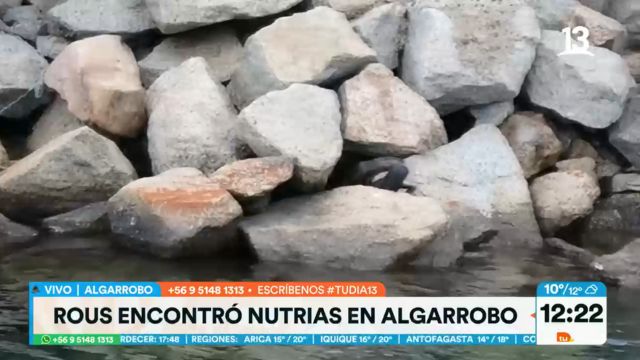 Chungungos sorprenden a periodista de 'Tu Día' en playa de Algarrobo 