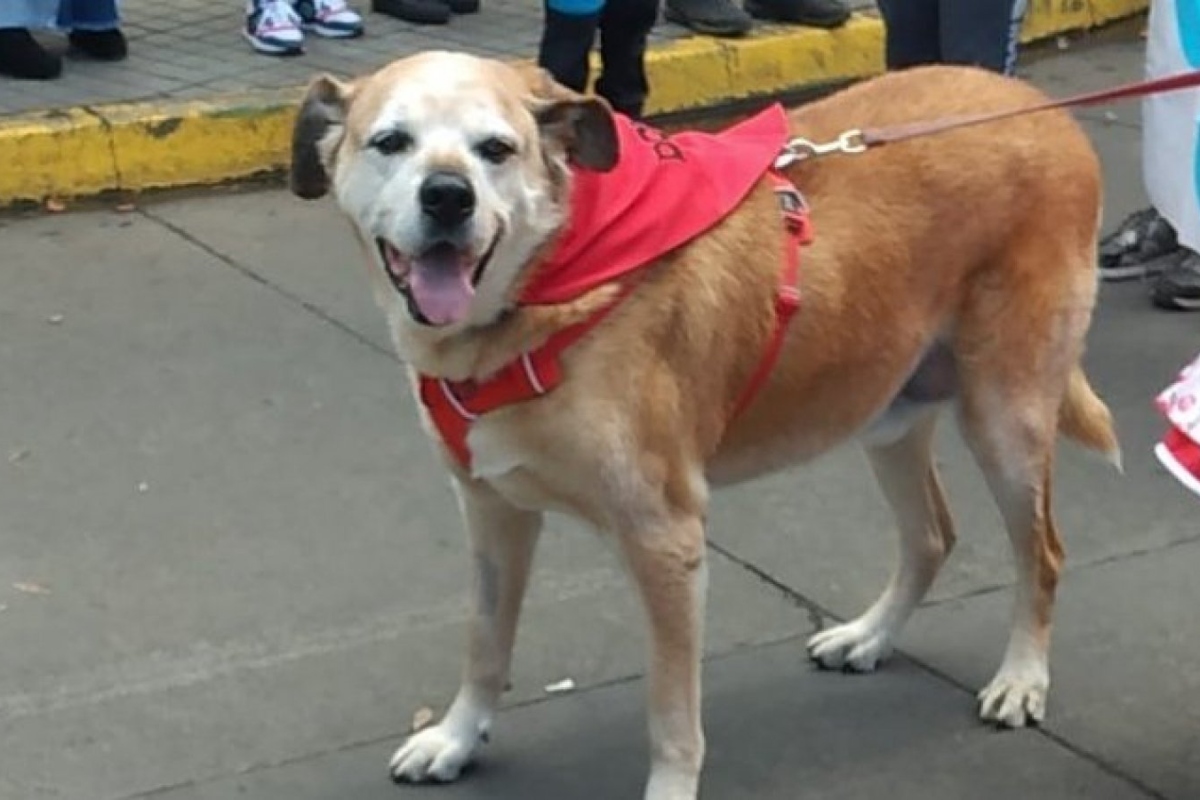 Don Luis Apolo, el perro más querido de Osorno