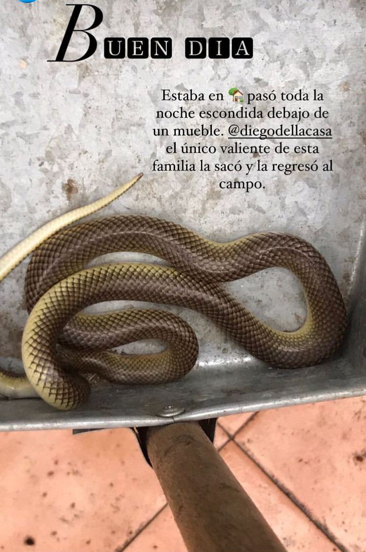 Janis Pope encontró tremenda serpiente al interior de su casa