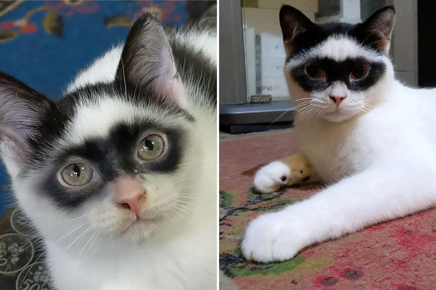 ¡Parece un antifaz! Gatito se vuelve viral por su parecido a "El Zorro"