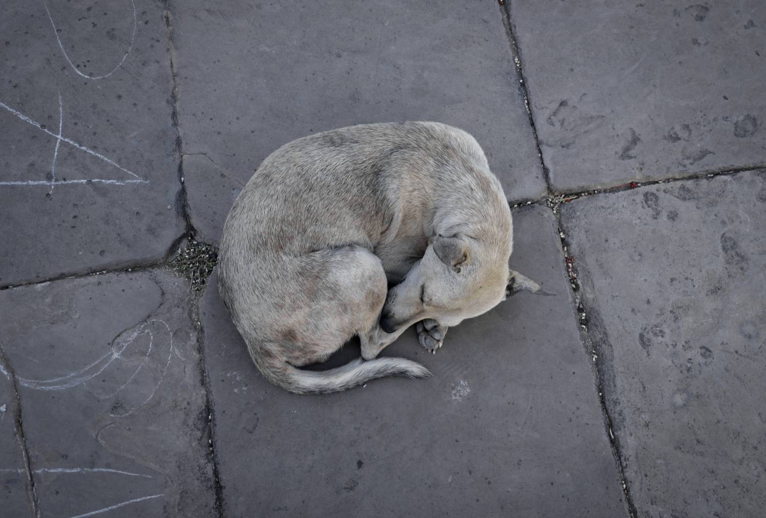 Perrito callejero encontró un bebé abandonado en una bolsa de basura