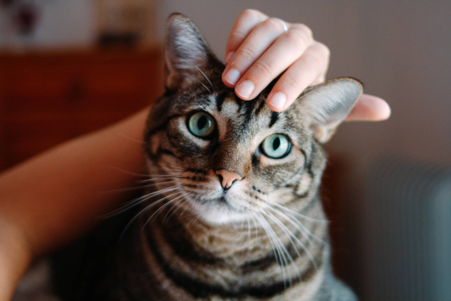 Mujer se fue de viaje y al volver se enteró que esposo regaló a su gato