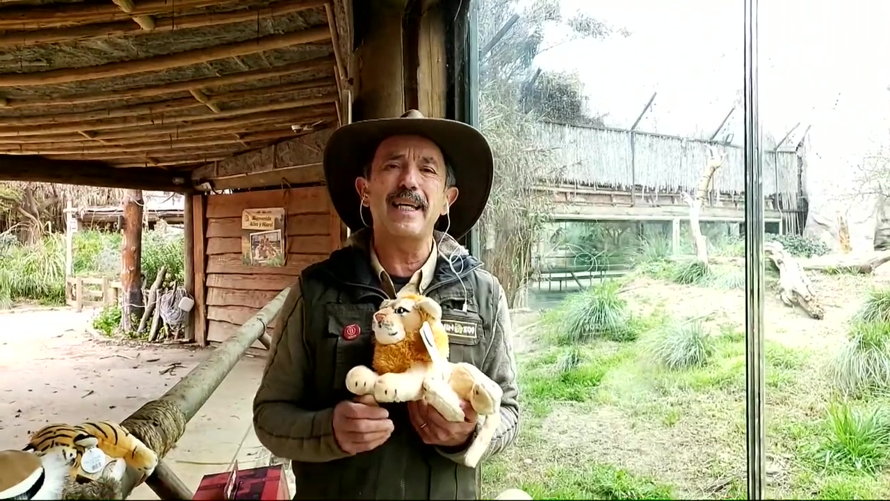 Conocimos al joven y activo "Rey" del Buin Zoo