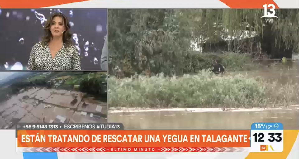 Vecinos rescatan a yegua atrapada en Talagante