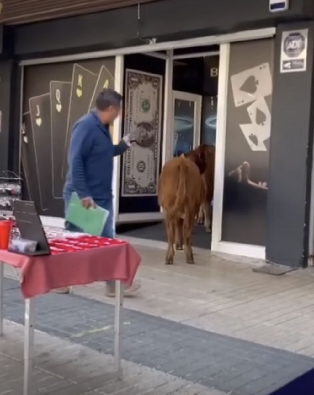 Vacas ingresan a jugar a un sala de apuestas en Chillán