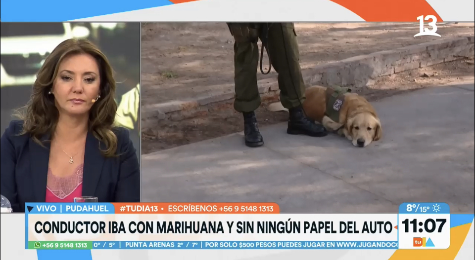 Perrito detectó marihuana en plena fiscalización vehicular en Pudahuel