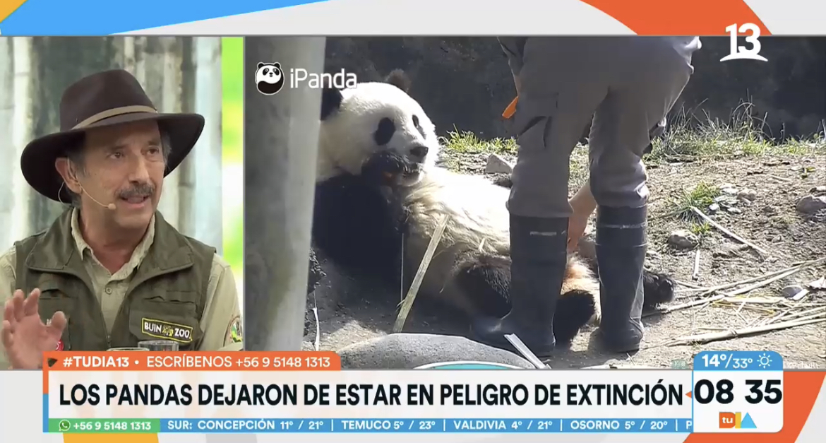 Pandas dejan de estar en peligro de extinción
