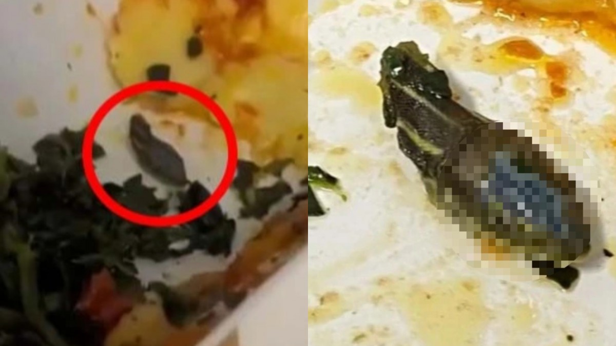 Horripilante: Azafata descubrió cabeza de serpiente en comida de avión