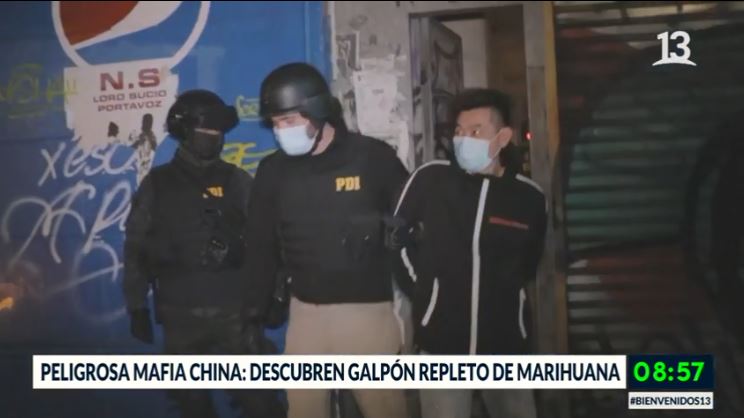 Detienen a mafia china: Tenían galpón repleto de marihuana