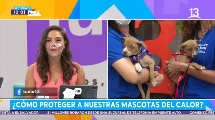 Conoce cómo proteger a las mascotas del calor