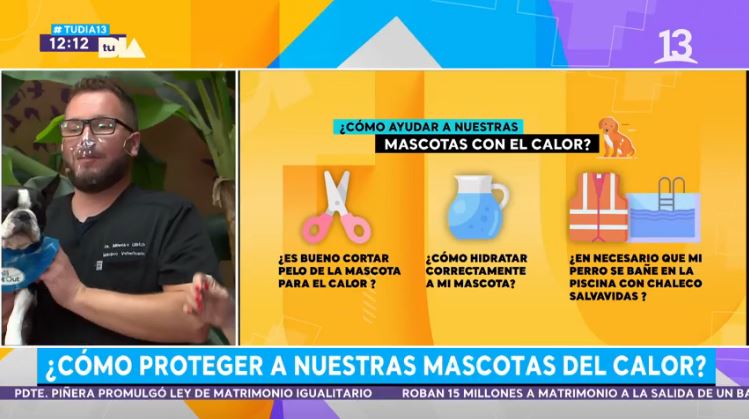 Conoce cómo proteger a las mascotas del calor