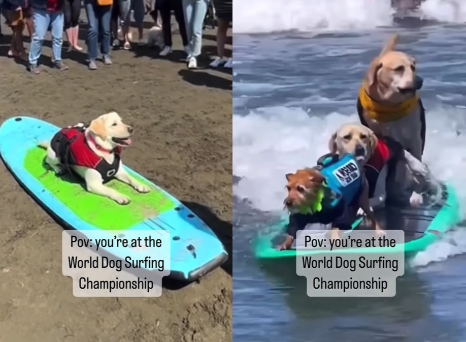 Campeonato mundial de surf para perros