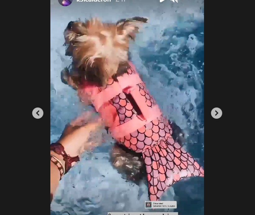 Kel Calderón's dog swimming