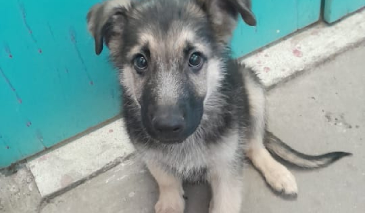 Perrito del Metro de Santiago cuando estaba desaparecido