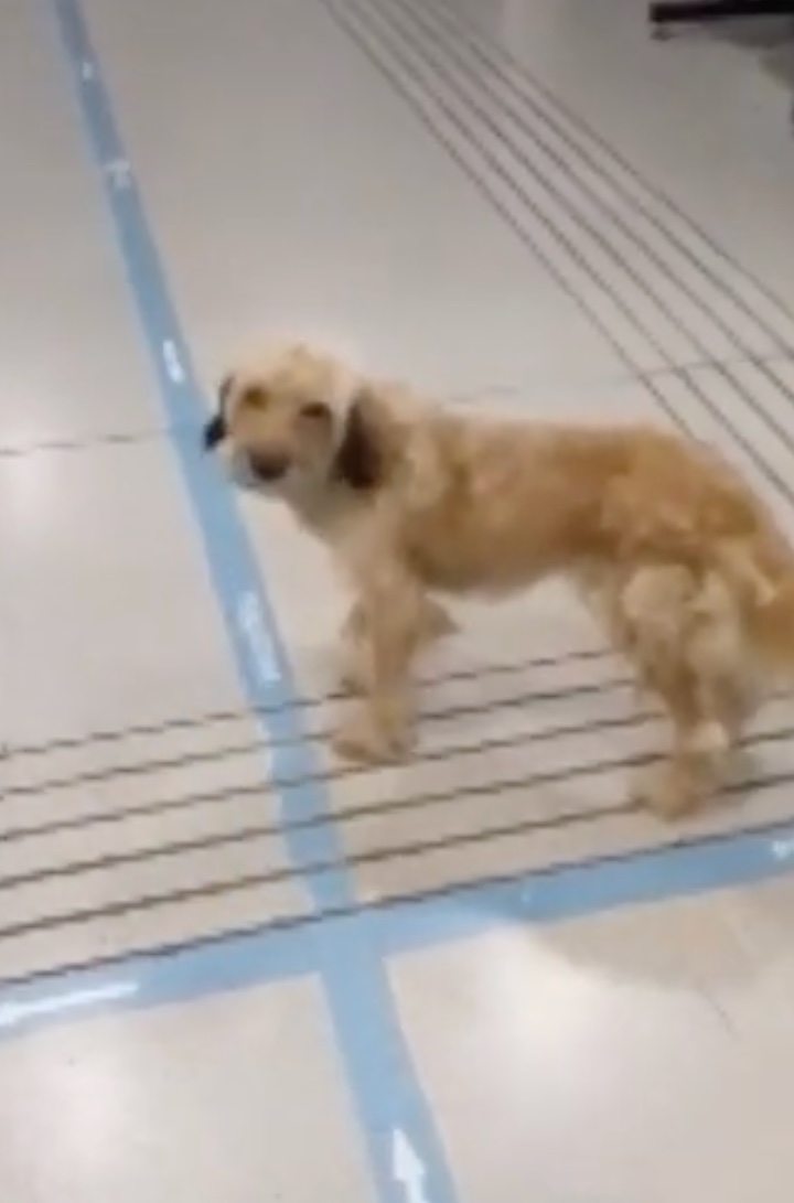 Viralizan video de perrito llorando en hospital de Maipú