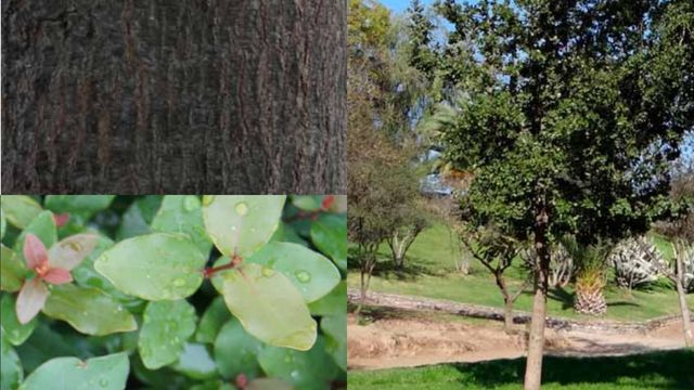 Sustentabilidad 13c: Árboles en tu ciudad, aprende a reconocerlos | 13.cl