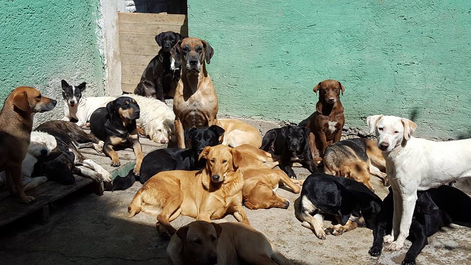 Día Mundial del Perro: La potente razón que lleva a celebrar al mejor amigo de todos 