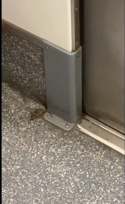 "Nada que envidiar a Nueva York": Ratoncito sorprende al pasear por vagón del Metro