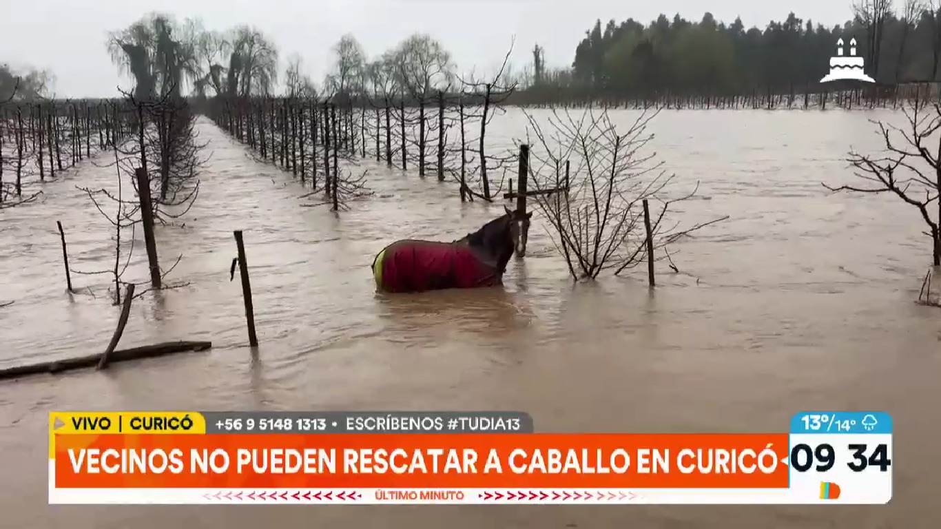 Caballo estaba atrapado en el agua - Tu Día