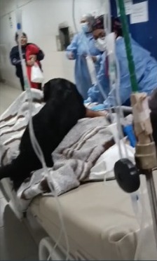 Perrito que acompaña fielmente en el hospital a su dueño desahuciado conmueve en redes