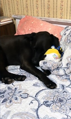 "Lo mira con tanto amor": Perrita conmueve por su adorable amistad con peluche de Fiu 