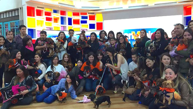 perritos “salchichas” se toman bienvenidos! | 13.cl