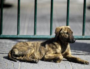 Así puedes proteger a los animales de los gases lacrimógenos durante las manifestaciones
