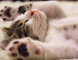 Estudio asegura que los gatos saben su nombre pero ignoran a sus dueños
