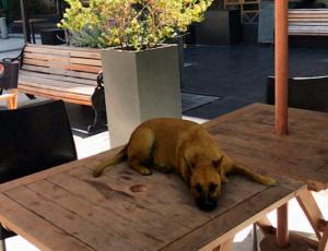 “Sasha Dog”: el filtro de un perro que se convirtió en la broma del momento