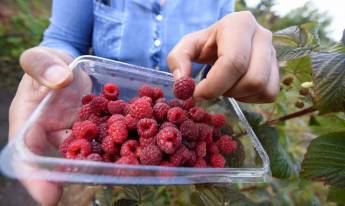 Hepatitis A en frambuesas chilenas