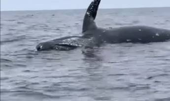 Ballenas explotan tras morir por acumulación de gases