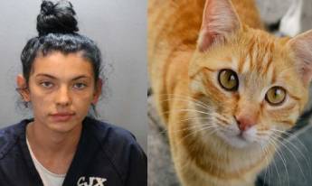 Mujer atropelló a hombre para salvar a gato