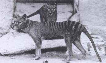 Tigre de Tasmania 