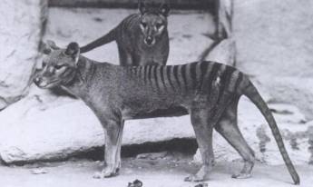 Tigre de Tasmania