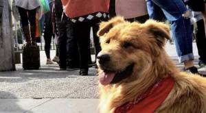 Murió el "Rucio Capucha", perrito que se hizo conocido en el estallido social