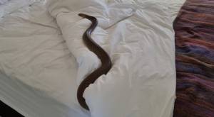 Mujer quedó aterrada al encontrar una serpiente de dos metros "dormida" en su cama