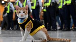 Conan, el gato que trabaja junto a guardias de seguridad en Filipinas - Foto: JAM STA ROSA / AFP