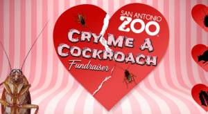 Ofertón de San Valentín: Zoológico permitirá bautizar con el nombre de tu ex a una cucaracha