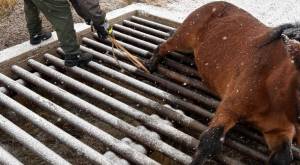 Carabineros rescató a caballo de la policía argentina que estaba atrapado en Aysén