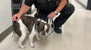 Indignante: Mujer abandonó a su perrito en el aeropuerto luego de que no lo dejaran pasar al avión